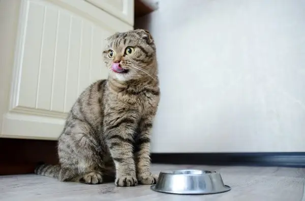 Ce ar trebui sa stiti despre alergiile alimentare la animalele de companie