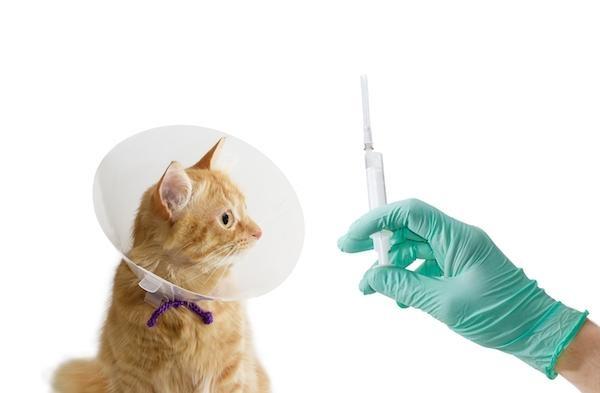 10 intrebari pe care oricine ar trebui sa le adreseze medicului veterinar
