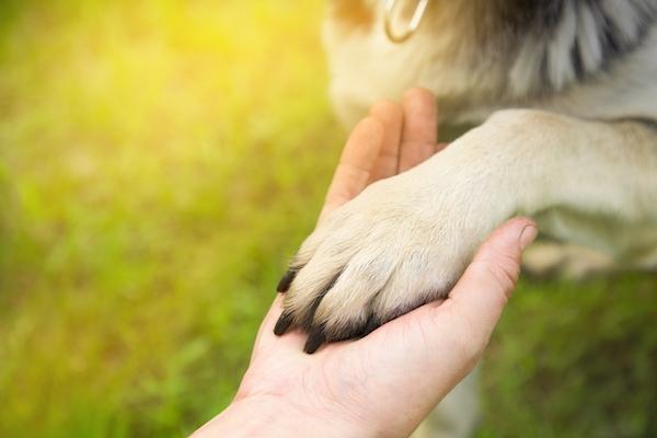 4 motive pentru care nu trebuie sa ignorati o unghie rupta a degetului de la labuta animalului dvs. de companie